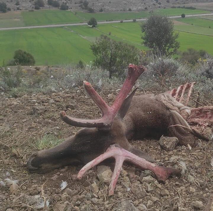 Cadáver de un ciervo abatido la primera semana de mayo