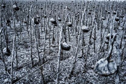 Campo seco de girasoles cubiertos de nieve cerca de la ciudad ucrania de Stakhanov.