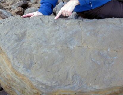 Plancha de arenisca del Parque Nacional de Otways (Australia) en la que se aprecian unas huellas de dinosaurio.