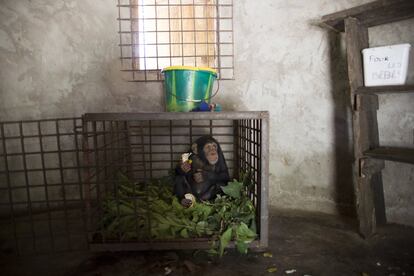 En la imagen, Hawa, del grupo infantil, come antes de su paseo matinal en el Centro de Conservación de Chimpancés.