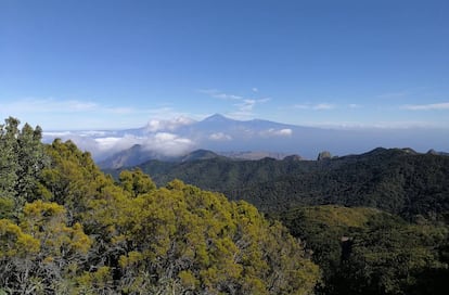 La selva húmeda de laurisilva, parque nacional Garajonay.