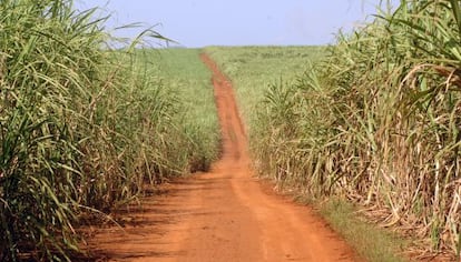 Plantação de cana-de-açúcar para produzir etanol.