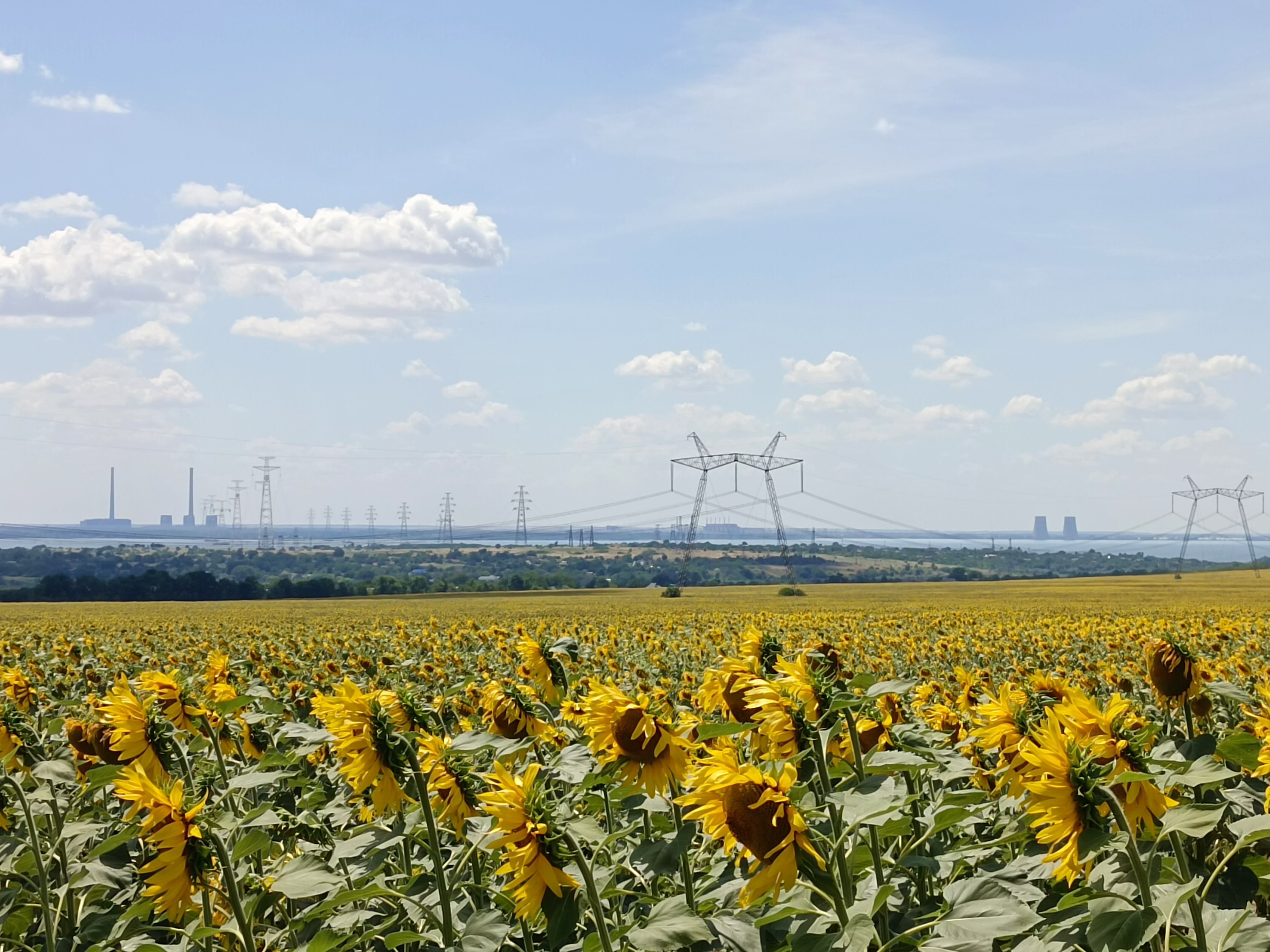 Campos de girasol en la orilla del río Dnipro controlada por Ucrania. Al otro lado, la central nuclear de Zaporiyia, ocupada por Rusia.