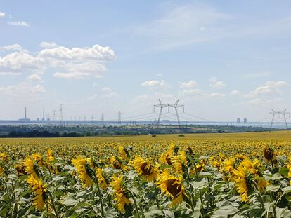 Sunflower fields on the bank of the Ukrainian-controlled Dnipro river. On the other side, the Zaporizhia nuclear power plant, occupied by Russia.