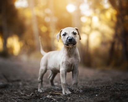 Un cachorro durante un paseo por el bosque.