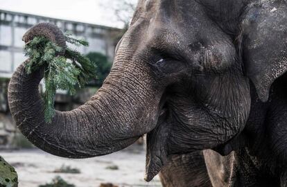 Un elefante asiático comiendo ramas de un árbol de navidad en el zoo de Berlín (Alemania).