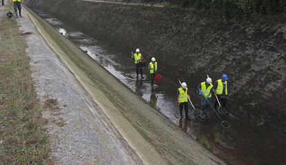 Operarios de Endesa efectúan trabajos de limpieza en el canal de Serós.