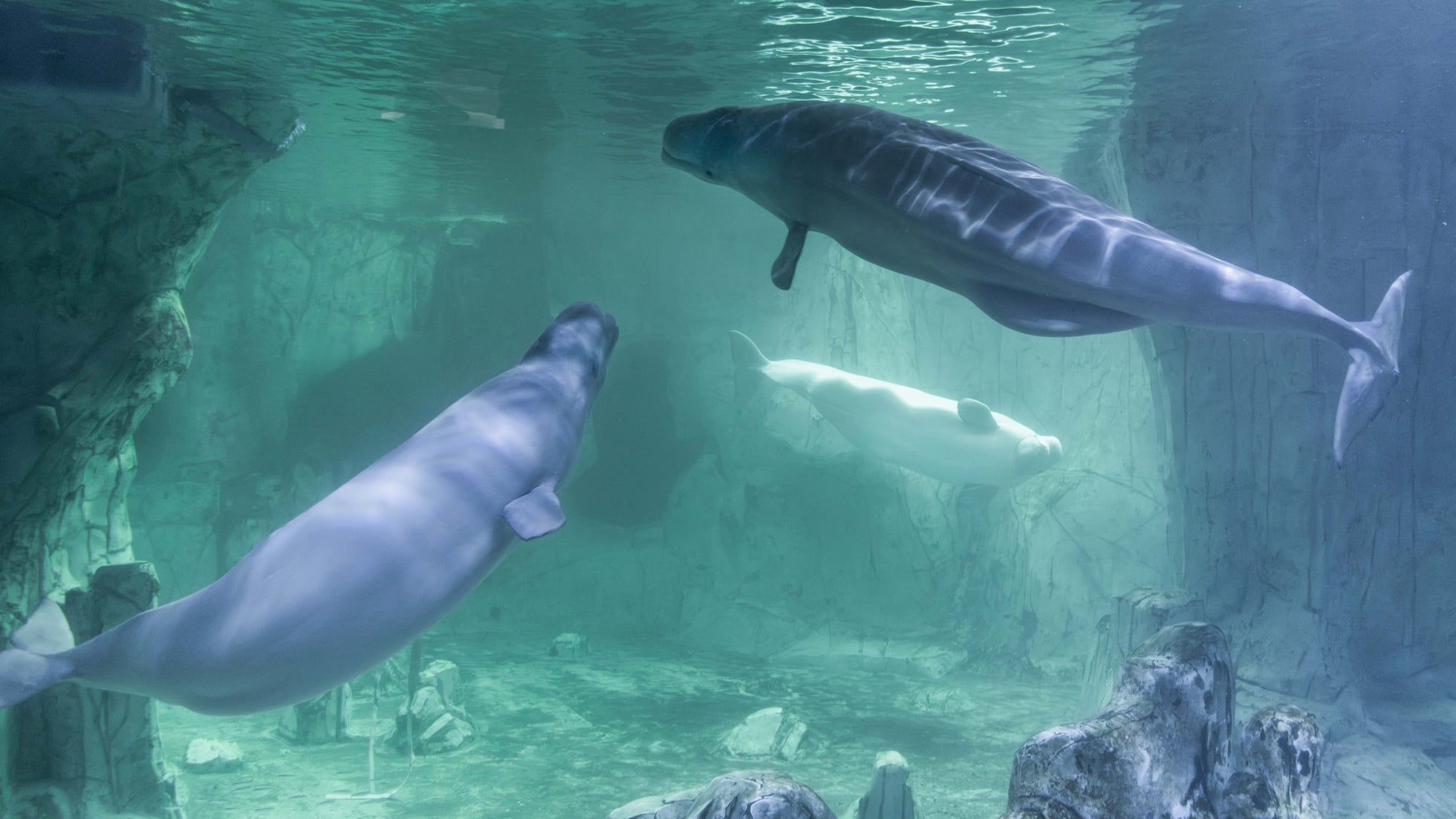Mueren cinco de los cetáceos trasladados a acuarios desde Canadá, entre ellos una beluga y un delfín en el Oceanogràfic de Valencia