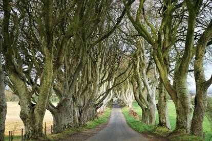 El Dark Hedges o Camino Real.