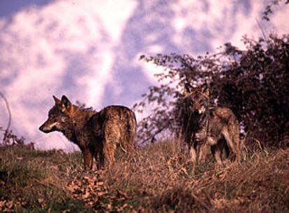 Dos ejemplares de lobo ibérico, en una imagen de archivo.