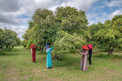 La recogida en los campos de Rabat de la flor del naranjo, de la que se extrae el neroli.