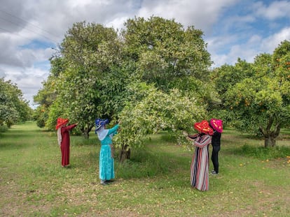 La recogida en los campos de Rabat de la flor del naranjo, de la que se extrae el neroli.