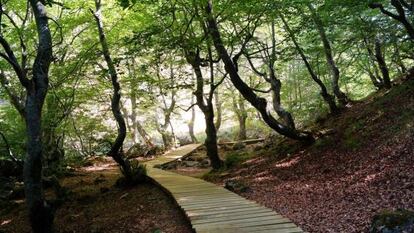 Pasarela construida por los vecinos en el bosque de Ciñera, pedanía situada en León.