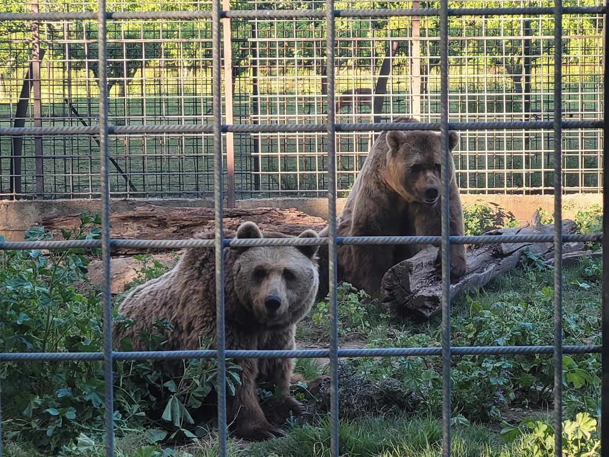 El retiro alemán de los dos osos más longevos en cautividad de España | Clima y Medio Ambiente