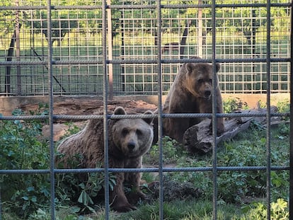 Los osos Poderoso y Luna, en el recinto en el que vivían en León, antes de ser trasladados a un santuario en Alemania.