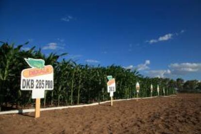 Vista de este lunes 11 de marzo de 2013 de un campo de maíz en Petrolina, en el estado brasileño de Pernambuco.