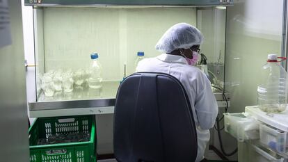 Una mujer científica realiza uno de los procedimientos para la producción de sistemas de cultivo in vitro, en la Universidad de Santiago.