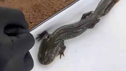 Ajolote del Altiplano