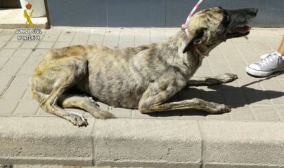 Uno de los galgos rescatado por la Guardia Civil en estado de inanición en Mairena del Alcor.