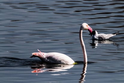 Flamenco en la laguna de Fuente Piedra (Málaga).