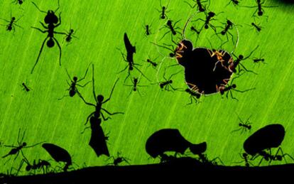 El Museo de Historia Natural de Londres y la revista Wildlife de la BBC han entregado los galardones anuales a las mejores fotografías de naturaleza del año. En la imagen 'Una maravilla de hormigas', del fotógrafo húngaro Bence Máté (Foto cedida por Veolia Environnement Wildlife Photographer of the Year 2010).