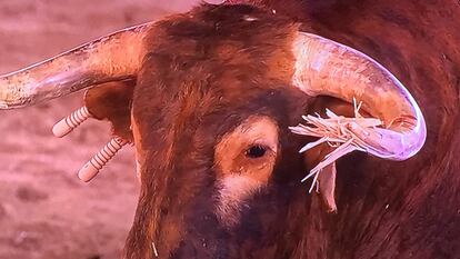 Toro lidiado en la plaza de Linares en la temporada de 2020.