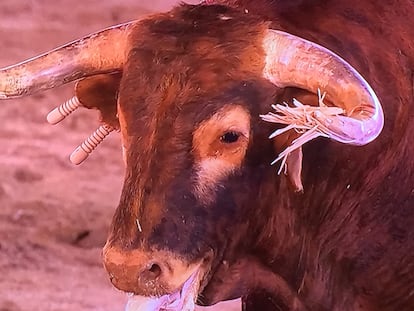 Toro lidiado en la plaza de Linares en la temporada de 2020.