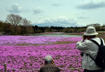 Festival Shibazakura. Este espectáculo florar en el que un manto rosa cubre los campos a los pies del Monte Fuji, se puede ver una vez al año con el final de la primavera, en Hakone, Japón.