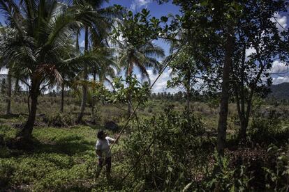 Lourdes Paliza, agricultora de 52 años, recoge frutos de un árbol de Jaca, conocidos como 'jackfruit', en las inmediaciones de su casa al pie del volcán Mayón. La alimentación de cientos de personas en esta zona, depende de los frutos que pueden recoger aquí de forma gratuita.