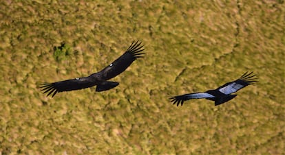 A condor with wing bands placed by the Ecuador Andean Condor Foundation flies next to another one without such markings. 