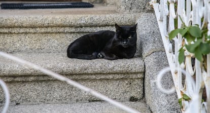 Robert era más de gatos que de perros.