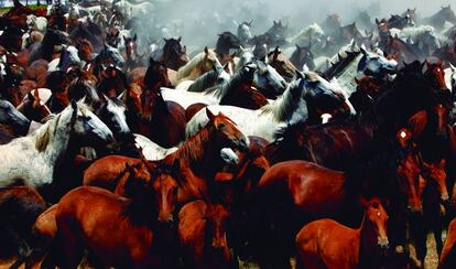 Cada 26 de junio, en Doñana sucede la saca de yeguas, la captura de caballos salvajes que se crían libres en las marismas.