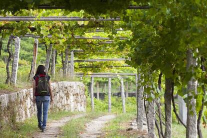 Viñedos en las Rías Baixas
