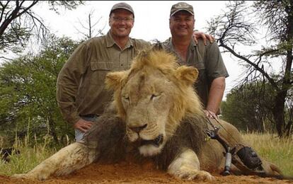 El estadounidense Walter James Palmer se hizo tristemente famoso el pasado verano por cazar en Zimbabue al león Cecil. El felino más grande de la región era una atracción turística muy importante para el país. Agonizó durante 40 horas tras sufrir el impacto de la flecha lanzada por su verdugo, un dentista que regenta una clínica en Bloomington (Minneapolis) bajo el lema 'Una gran sonrisa lo dice todo'. En la imagen, Palmer (izquierda) posa junto a otro león abatido en 2008.