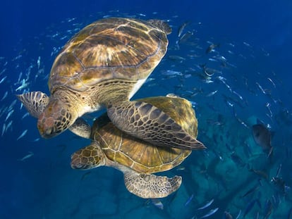 Tenerife, la capital del buceo en el Atlántico