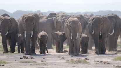 los elefantes macho adolescentes abandonan su familia.