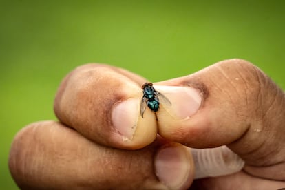 Mosca de gusano barrenador en las instalaciones de COPEG, en Panamá, el 11 de junio de 2025.
