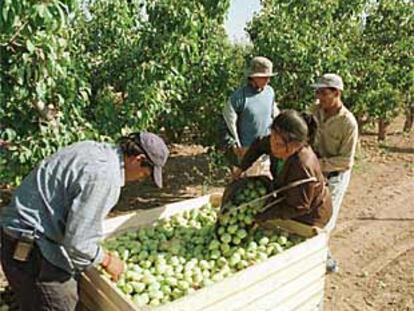 Temporeros ecuatorianos en la recolección de la pera en Murcia.