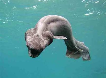 El tiburón con alerones tras ser localizado ayer en la reserva marina de Shizuoka, al sur de Japón.