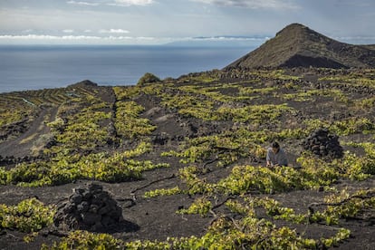 Viñedos en isla de La Palma.