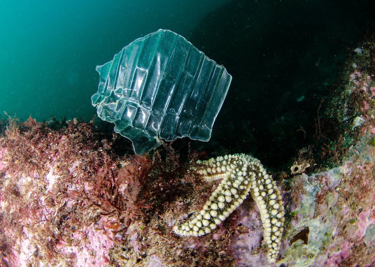 Plastisphere: A New World Living on Plastic
