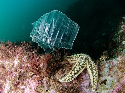 Un trozo de plástico junto a una estrella de mar en el fondo marino.