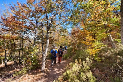 Senderistas en el hayedo de Tejera Negra (Guadalajara), al sur de la sierra de Ayllón.