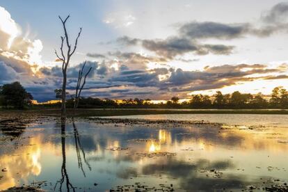 Zona de Pantanal no Brasil.