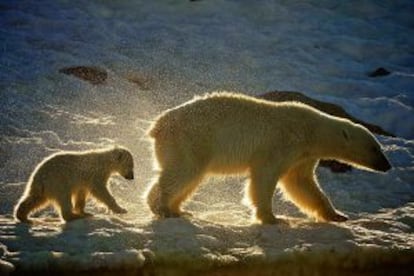 Osos polares en Spitsbergen, isla noruega donde recalan los cruceros árticos de la naviera Hurtigruten.