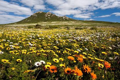 En el mundo existen seis reinos florales y el de la región de Ciudad del Cabo es el más pequeño pero, proporcionalmente, el más diverso. Se denomina capense y la Unesco lo declaró patrimonio mundial en 2004 al considerarlo “una de las zonas de biodiversidad vegetal más importantes de nuestro planeta”. Abarca 9.000 especies de plantas de las cuales un 69% son endémicas, casi 1.700 están amenazadas y 3.000 son de especial interés para la conservación. Tienen además un particular valor científico, pues es un lugar de referencia para estudiar procesos biológicos y evolutivos de los seres vivos, como la polinización por insectos o la adaptación de las plantas a los incendios. Uno de las mejores áreas para visitar la tupida floresta es el área restringida de Postberg (en la foto), en el West Coast Natinal Park. Hay que tener en cuenta que se encuentra en el hemisferio sur, con lo que la floración llega entre agosto y noviembre.