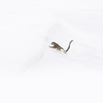 <i>The Ghost </i>(el fantasma): un leopardo de las nieves en el Himalaya.