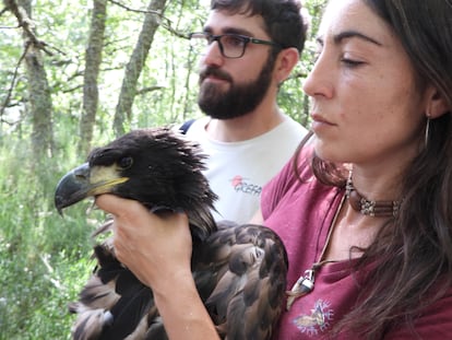 El pollo de pigargo europeo nacido en Castilla y León tras ser extraído momentáneamente de su nido para colocarle un emisor GPS.
