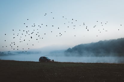 Los pájaros son la base de la banda sonora de cualquier paisaje. En la imagen una bandada a las afueras de Breslavia, Polonia.