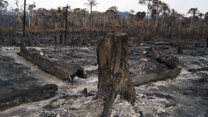 Vegetação destruída após queimadas em Novo Progresso, na região amazônica.